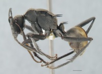 Polyrhachis conciliata side.jpg