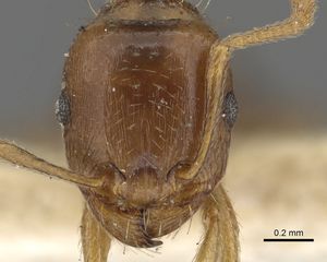 Tetramorium nursei - AntWiki