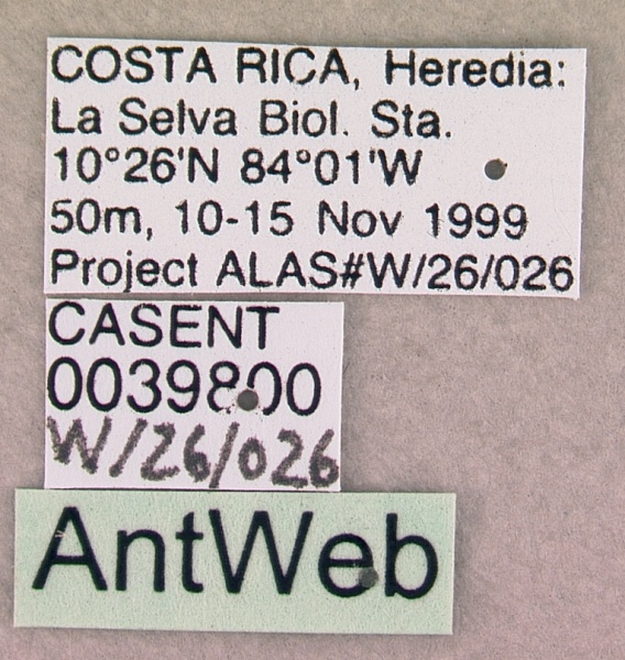 File:Acanthognathus teledectus casent0039800 label 1.jpg