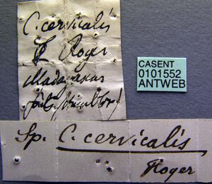 Camponotus cervicalis casent0101552 label 1.jpg