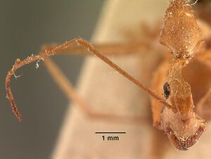 Camponotus cervicalis gaullei casent0101181 head 1.jpg