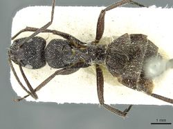 Camponotus gabonensis casent0911655 d 1 high.jpg