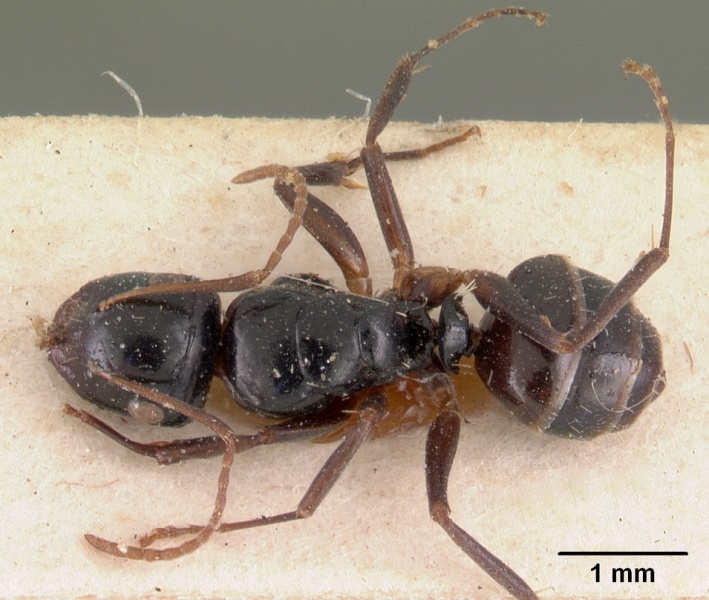 File:Camponotus leveillei casent0102099 dorsal 1.jpg