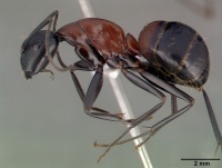 Camponotus obscuripes casent0008633 p 1 high.jpg