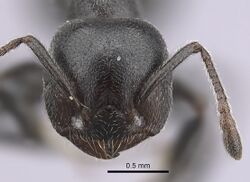 Crematogaster affabilis casent0263878 h 1 high.jpg