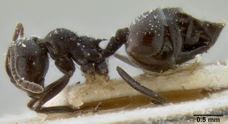 File:Crematogaster oscaris casent0193628 p 1 high.jpg