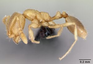 Monomorium sechellense casent0033849 profile 1.jpg