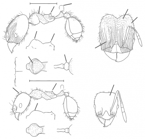 Pheidole cuprina Wilson 2003.jpg