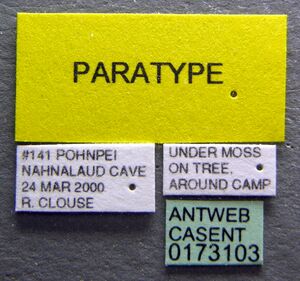 Pheidole recondita casent0173103 label 1.jpg