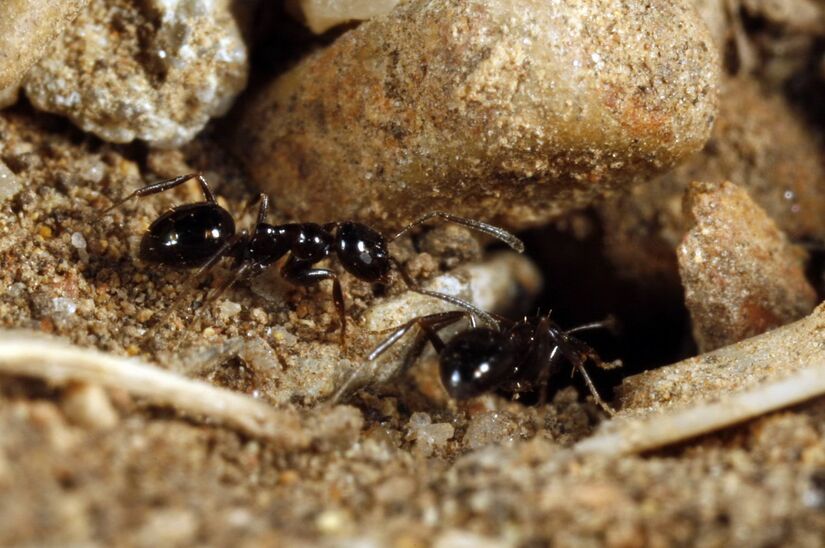 Prolasius - AntWiki