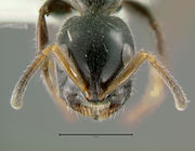 Tetraponera-attenuataH5x.jpg