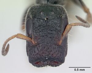 Tetraponera phragmotica casent0136419 head 1.jpg