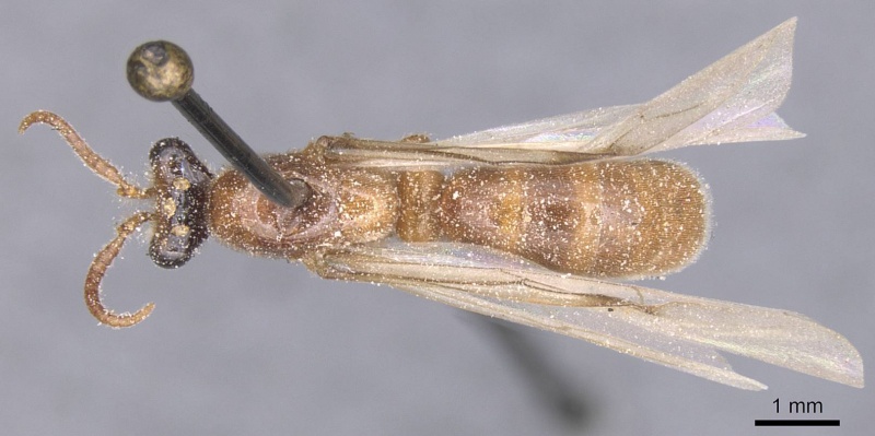 File:Aenictus alluaudi casent0911415 d 1 high.jpg