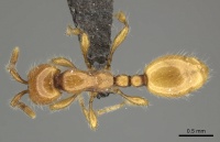 Aenictus furibundus casent0235823 d 1 high.jpg