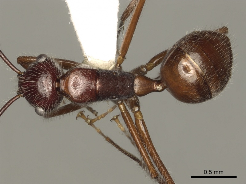 File:Camponotus chartifex casent0280325 d 1 high.jpg