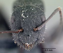 Camponotus kiesenwetteri casent0179872 h 1 high.jpg