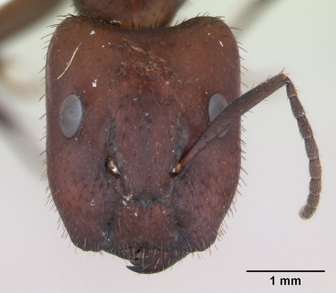 File:Camponotus leydigi casent0173429 head 1.jpg