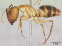 Camponotus microps casent0103422 profile 1.jpg