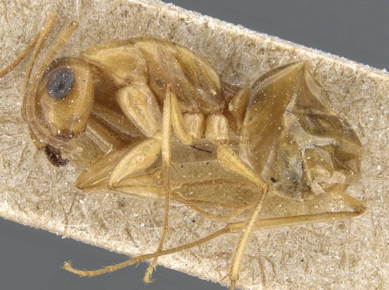 File:Camponotus nasutus casent0905454 p 1 high.jpg