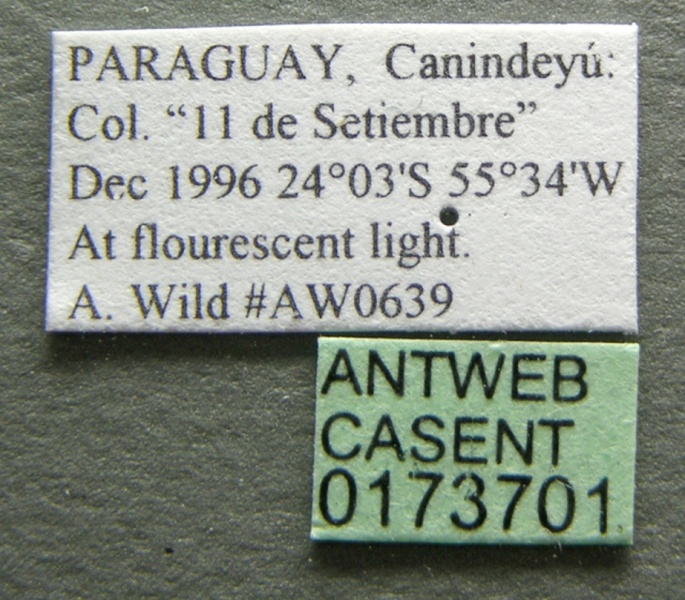 File:Cephalotes pusillus casent0173701 label 1.jpg