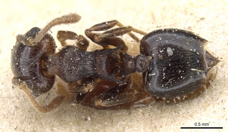 File:Crematogaster kneri casent0904481 d 1 high.jpg