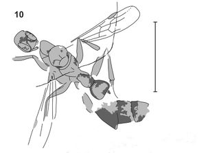 Dlussky Brothers Rasnitsyn 2004-10 illlus10.jpg