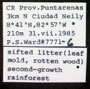 Lachnomyrmex longinoi psw7771-6 label 1.jpg