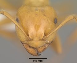 Lasius arizonicus casent0102769 head 1.jpg