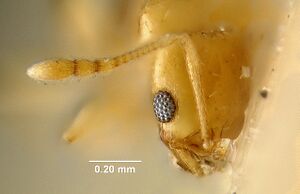 MCZ-ENT00020718 Pheidole marcidula hef.jpg