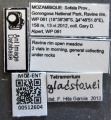 MCZ-ENT00512604 Tetramorium gladstonei lbs.jpg