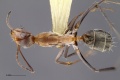 MCZ-ENT00515675 Camponotus sp13 had.jpg