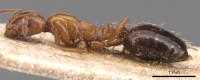 Monomorium advena casent0904613 p 1 high.jpg