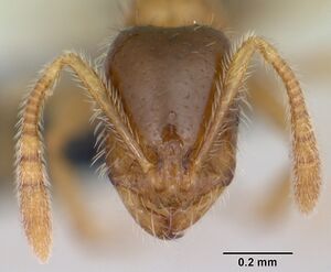 Monomorium sechellense casent0060063 head 1.jpg