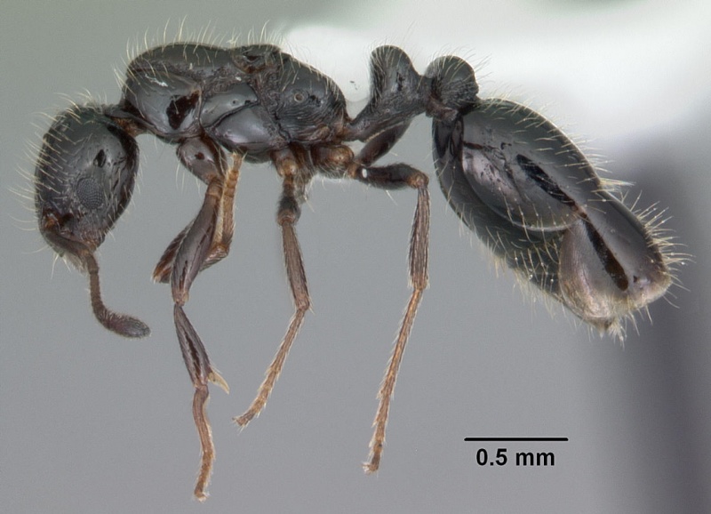 File:Monomorium trageri casent0104100 profile 1.jpg