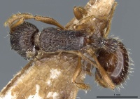 Myrmica saposhnikovi D casent0904073.jpg