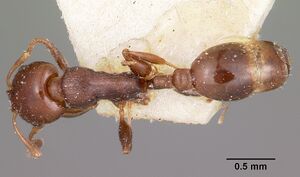 Nesomyrmex madecassus casent0101687 dorsal 1.jpg