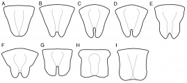 Labra of Octostruma workers. Drawings are not to scale. A. O. leptoceps, O. triquetrilabrum, O. triangulabrum, O. wheeleri. B. O. gymnosoma, O. schusteri. C. O. cyrtinotum, O. montanis, O. planities. D. O. iheringi. E. O. balzanicomplex: O. amrishi, O. balzani, O. batesi, O. betschi, O. gymnogon, O. lutzi, O. megabalzani, O. stenognatha, O. trithrix. F. O. excertirugis, O. obtusidens. G. O. rugiferoides. H. O. ascrobis, O. convallis. I. O. pexidorsum.