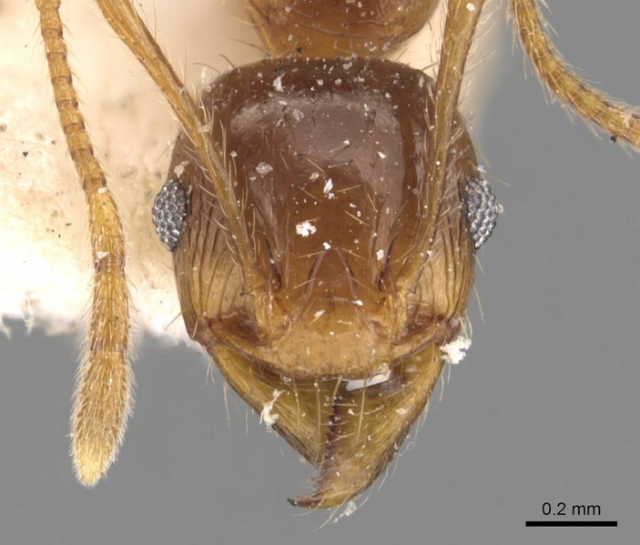 File:Pheidole constanciae casent0907869 h 1 high.jpg