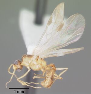 Pheidole moerens casent0104414 profile 2.jpg