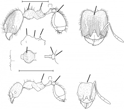 Pheidole rectispina Wilson 2003.jpg