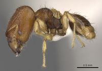 Pheidole rugifera casent0901653 p 1 high.jpg