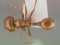 Pogonomyrmex texanus castype14105 dorsal 1.jpg