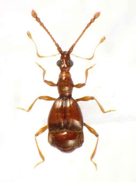 File:Pselaphidius01.jpg