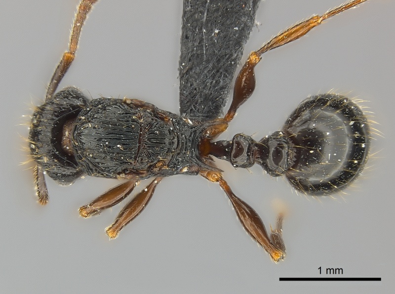 File:Tetramorium ambatovy casent0117452 d 1 high.jpg