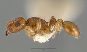 Tetramorium insolens castype05027 profile 1.jpg