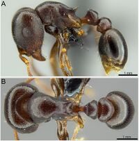 Tetramorium lerouxi 15a-b.JPG