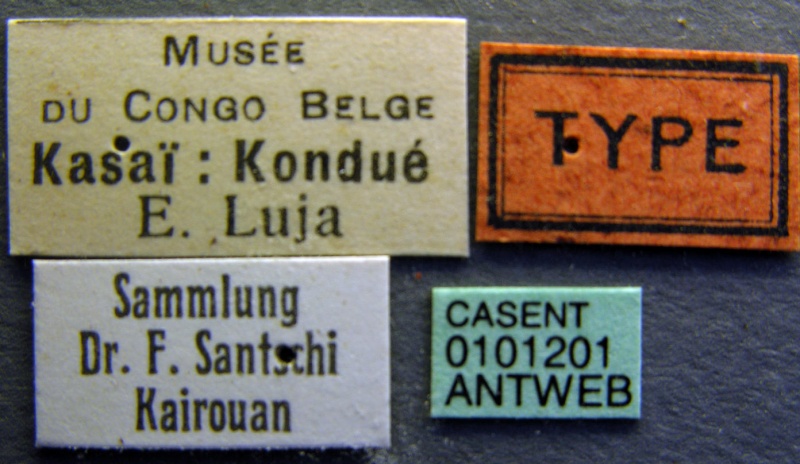 File:Bondroitia lujae casent0101201 label 1.jpg