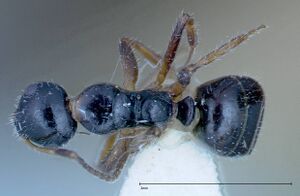 Camponotus dolabratus focol0118-3 d 1 high.jpg