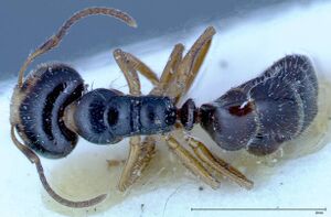 Camponotus dolabratus focol0119 d 1 high.jpg