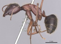 Camponotus festai casent0905286 p 1 high.jpg